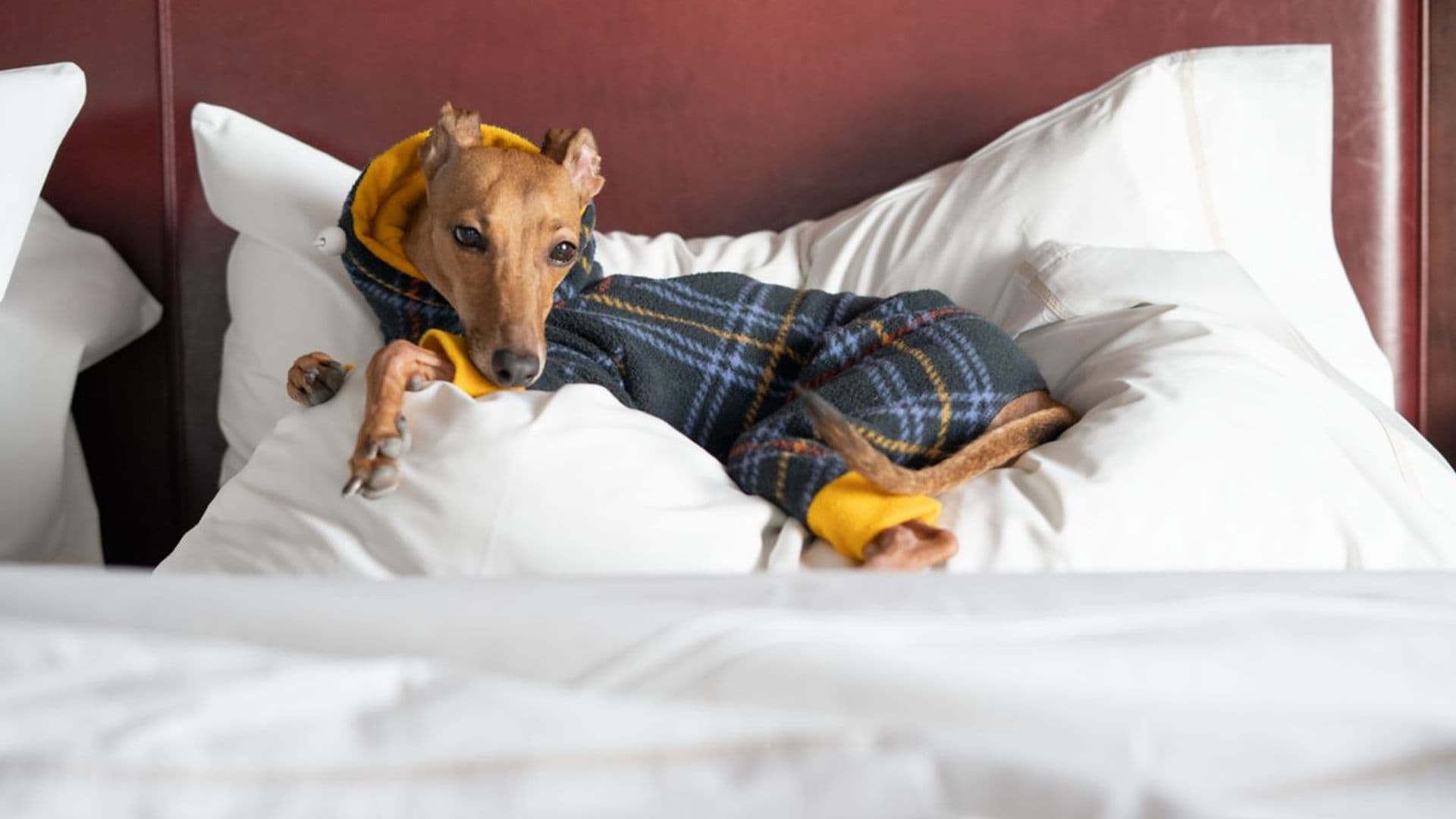 Picture of a cute dog on the Westin Hotel bed